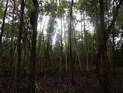 Mais da vegetação presente.