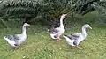 Três gansos domésticos descendentes do Ganso-bravo