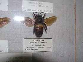 Xylocopa frontalis no Museu Zoológico do Instituto de Zoologia da Academia de Ciências da Rússia.