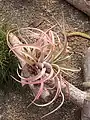 Tillandsia