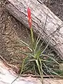 Tillandsia