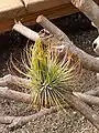 Tillandsia