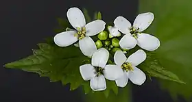 Alliaria petiolata (erva-alheira).