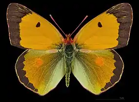Colias croceus croceus ♂