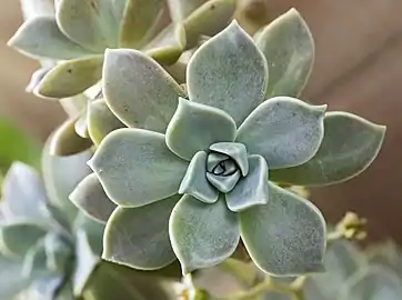 Graptopetalum paraguayense