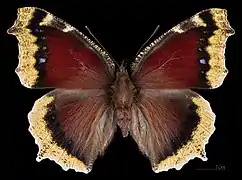 Forma aberrante Ex larva  ♂