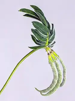 Aparecimento dos frutos que deram o nome ao gênero.