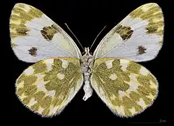 Pontia daplidice ♀  △