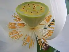 Tálamo de Nelumbo nucifera.