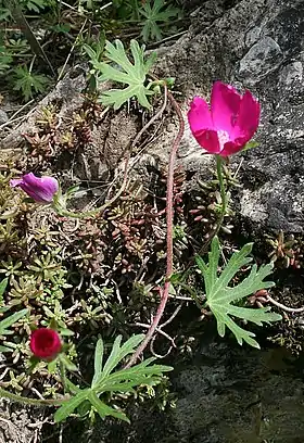 Callirhoe involucrata