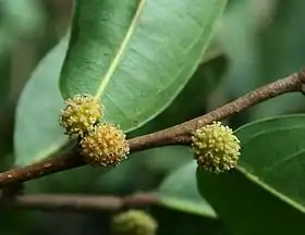 Helicostylis elegans