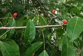 Frutos de  Connarus lambertii.