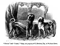Gravura dos pugs "Punch and Tetty" a partir do livro de 1859 "The Dog in Health and Disease"