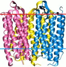 A bacteriorodopsina é um trímero. A linha vermelha indica o lado extracelular (EC) da membrana