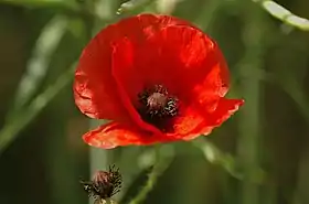 Papaver rhoeas