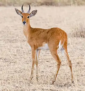 Chango (Redunca redunca)