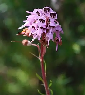 Erica spiculifolia
