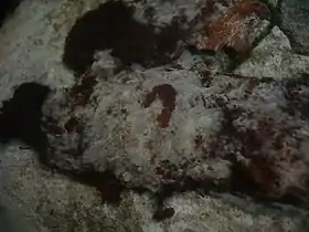 Botryobasidium laeve