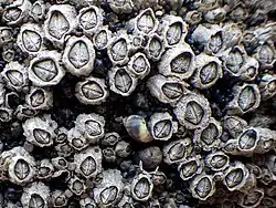 Collemopsidium foveolatum