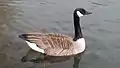 Branta canadensis