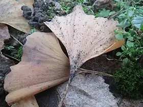 Vista mascroscópica