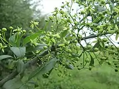 Flores e folhas de Euonymus europaeus.