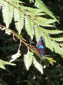 Borboleta no outono de 2023