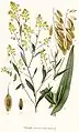 Isatis tinctoria (ilustração).