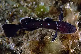 Didogobius schlieweni fotografado nas costas da Toscana (Itália).