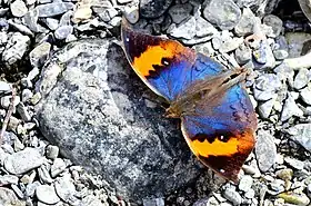 Vista superior de K. inachus em terreno pedregoso da China, se aquecendo ao sol.