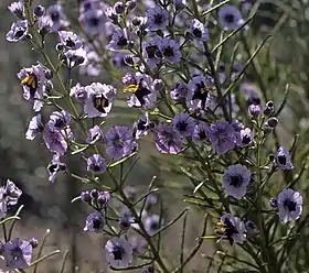 Cyanostegia angustifolia