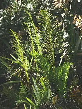 Plagiogyria egenolfioides