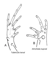 Representação de: a. pé (face plantar) com tubérculo tarsal, demais tubérculos e calosidades; b. mão (face palmar) com tubérculos e calosidades.