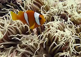 Peixe palhaço de Chagos adulto (Amphiprion chagosensis) associado á uma anêmona da espécie Macrodactyla doreensis