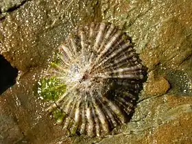 Uma concha de Siphonaria denticulata Quoy & Gaimard, 1833, com o animal, em seu habitat; espécime fotografado em Nova Gales do Sul, Austrália.