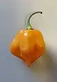 Uma única Scotch bonnet madura