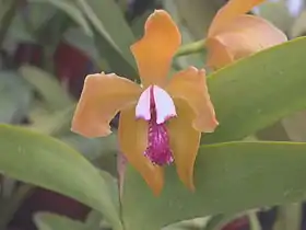 Cattleya porphyroglossa