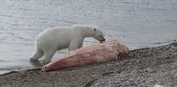 Um urso polar vasculhando uma carcaça de narval