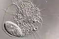 Actinophrys e Paramecium
