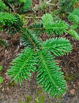 No jardim botânico da Universidade da Califórnia, Berkeley, Califórnia, EUA.