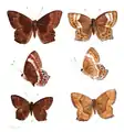 Ilustração de A. bifasciata em Lepidoptera Indica. Volume 5; cujo tipo nomenclatural fora coletado na Índia e Myanmar.