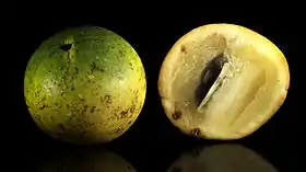 Abiu maduro (Pouteria caimito)