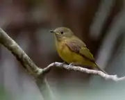 Mionectes oleagineus (Abre-asa)