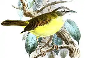 Abroscopus superciliaris