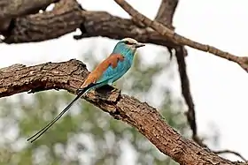 Coracias abyssinicus