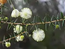 Ramo com filódios e inflorescências de Acacia ulicifolia.