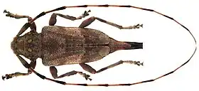 Acanthocinus aedelis