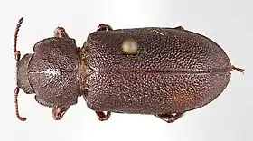 Acanthomigdolus quadricollis