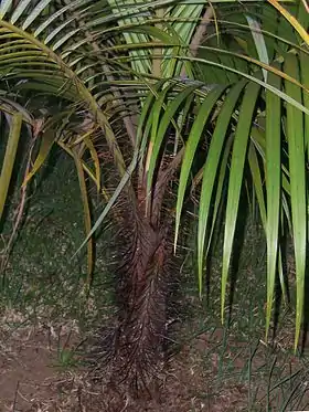 Acanthophoenix rubra