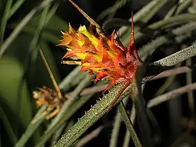 Acanthostachys strobilacea